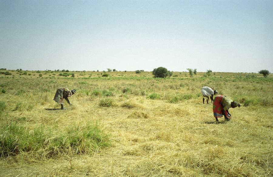 <p>Harvesting Wild Rice, Dakoro, Niger, mid Nov 2001. This rice, locally called <em>jan kai</em> (red head) in Hausa may be either <em>Oryza barthii </em>or <em>O. longistaminata</em> (though I suspect the former). In this particular locality, the start date for harvesting is controlled by the village chief. I unfortunately missed this colourful event three weeks earlier, but is resource control institution analogous to the <em>tongo </em>regime described by Freudenberger et al. (1997) in the Gambia, Guinea and Sierra Leone.</p>
